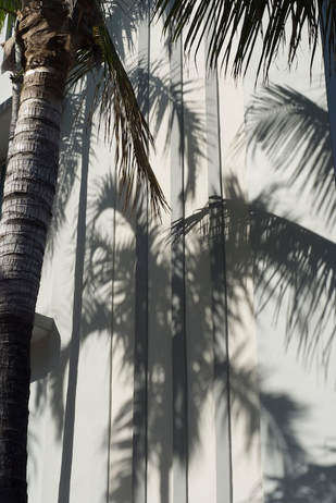 PALM trees shadow in South Beach Miami