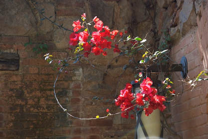 Red bougainvillea against an old wall