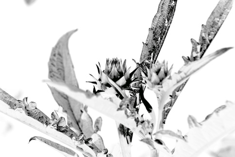 Reverse image black & white photo of a cardoon from my garden