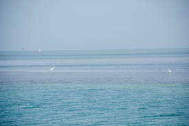 Ocean with herons Florida Keys
