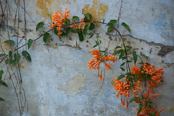 Orange honeysuckle climbs an old wall in Antigua Guatemala